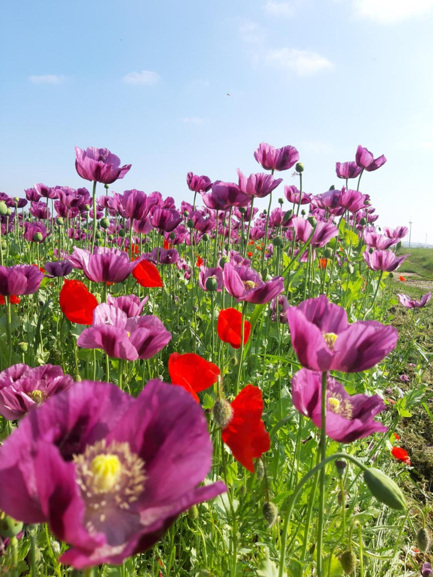 Am Arkadenhof Daire Deutsch Haslau Dış mekan fotoğraf