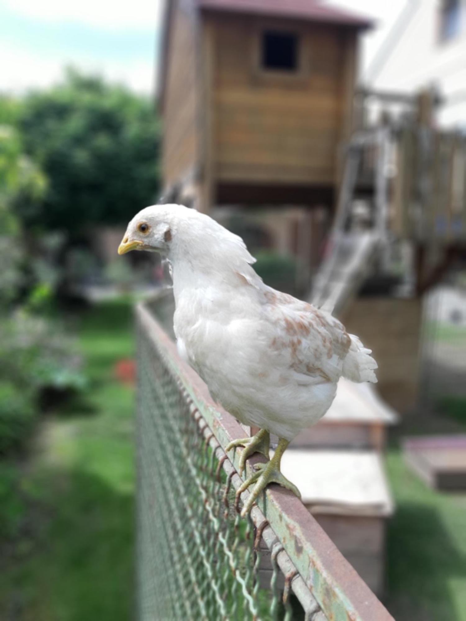 Am Arkadenhof Daire Deutsch Haslau Dış mekan fotoğraf